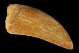 Serrated, Carcharodontosaurus Tooth - Real Dinosaur Tooth #145720-1